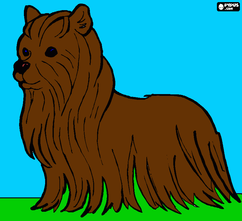 yorkshire para colorir e imprimir