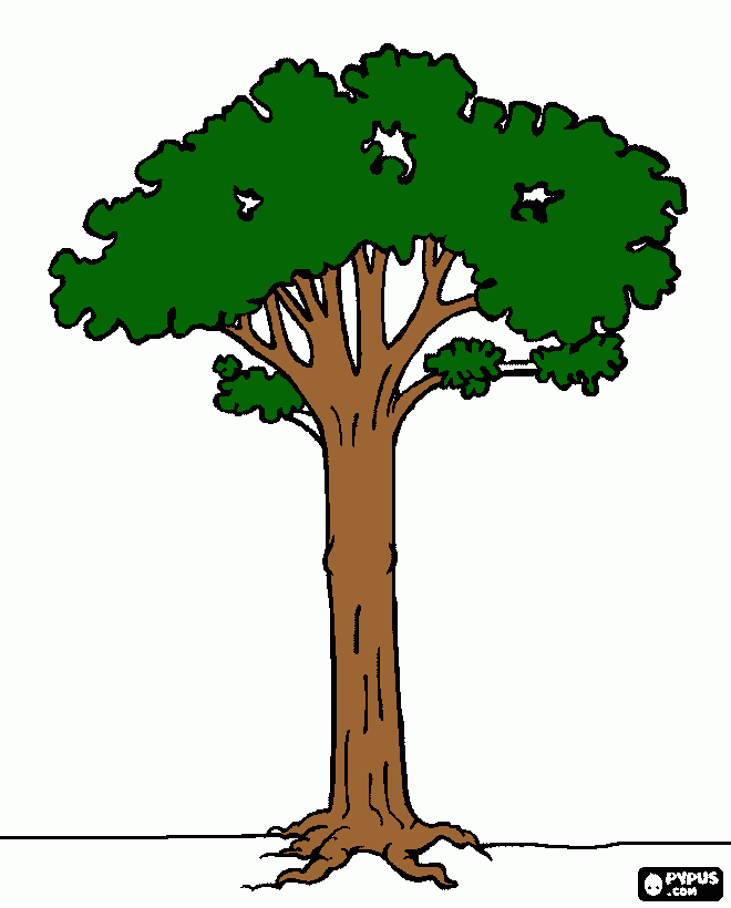 árvore alta com tronco longo para colorir e imprimir