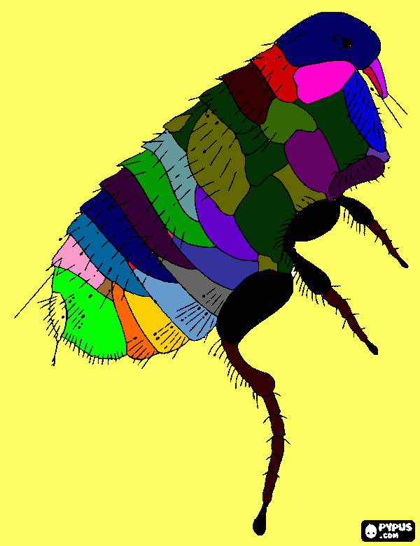 é uma pulga para colorir e imprimir