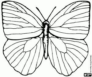 desenho de A borboleta de quatro asas para colorir