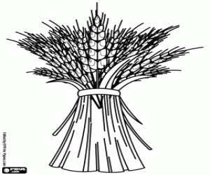 desenho de A colheita dos cereais, o trigo para colorir