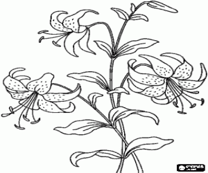 desenho de As flores de um lírio para colorir