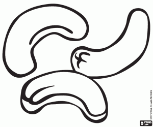 desenho de As nozes de caju, as sementes para colorir