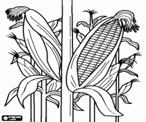 desenho de As plantas de milho para colorir