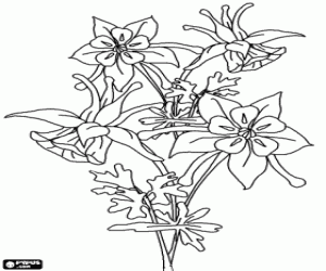 desenho de Belas flores em forma de sino para colorir