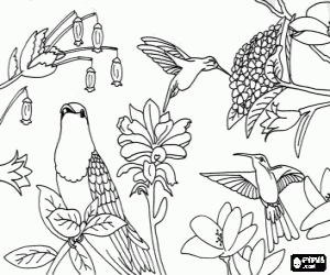 desenho de Belos pássaros entre as flores para colorir
