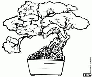 desenho de O bonsai, a arte japonesa para colorir