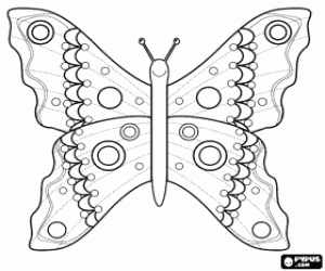 desenho de Borboleta dissecada para colorir