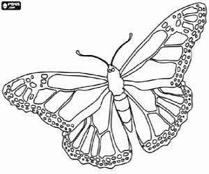 desenho de Uma borboleta monarca para colorir