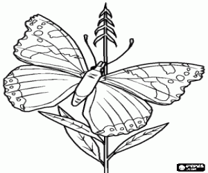 desenho de Uma borboleta em uma planta para colorir