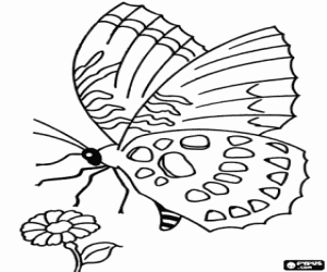 desenho de Borboleta voando para uma flor para colorir