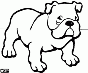 desenho de Buldogue para colorir