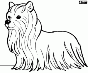 desenho de Cachorro Terrier com longos pelos para colorir
