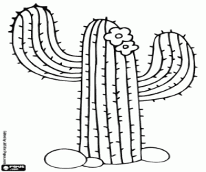 desenho de Cacto Saguaro para colorir