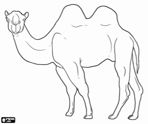 desenho de O camelo, animal do deserto para colorir