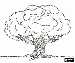 desenho de Carvalho velho para colorir