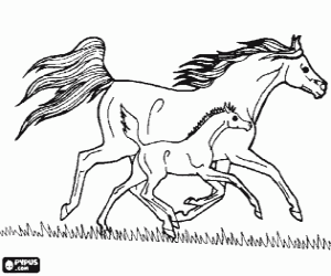 desenho de Cavalo e potro na pradaria para colorir