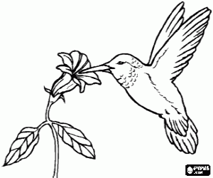 desenho de Colibri picando uma flor para colorir