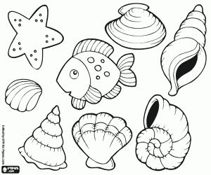 desenho de Conchas, uma estrela do mar e um peixe para colorir