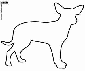desenho de Cão Boiadeiro-australiano, silhueta para colorir