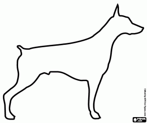 desenho de Um cão Doberman, sua silhueta para colorir