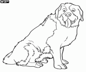 desenho de Cão Saint Bernard sentado para colorir