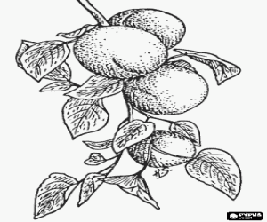 desenho de Alguns damascos na árvore para colorir