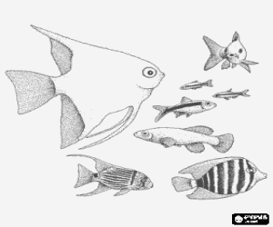 desenho de Diferentes espécies de peixes para colorir
