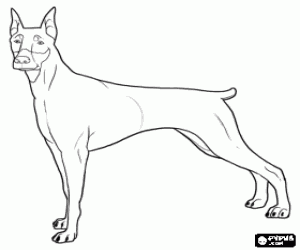 desenho de Doberman, uma raça de cães para colorir