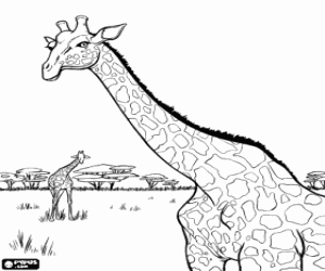 desenho de Duas girafas longe das árvores para colorir