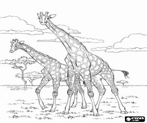 desenho de Duas girafas na savana para colorir