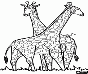 desenho de Duas girafas e um pássaro para colorir