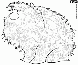 desenho de Duque, um cachorro grande e peludo para colorir