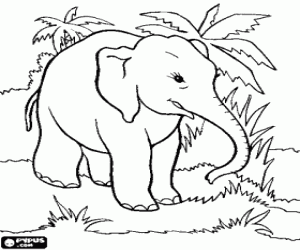 desenho de Elefante na floresta para colorir
