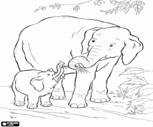 desenho de O elefante se alimenta o bebê elefante para colorir