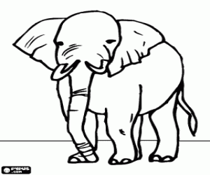 desenho de Elefante velho para colorir