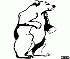 desenho de Um enorme urso marrom em pé para colorir