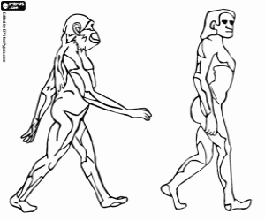 desenho de Uma etapa da evolução humana para colorir