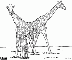 desenho de Uma família de girafas para colorir