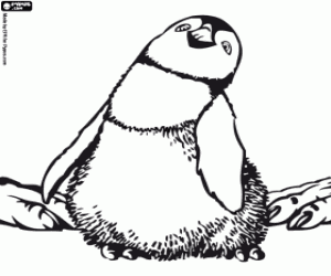 desenho de Família pinguim, Happy Feet para colorir