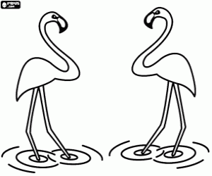 desenho de Os flamingos em águas calmas para colorir