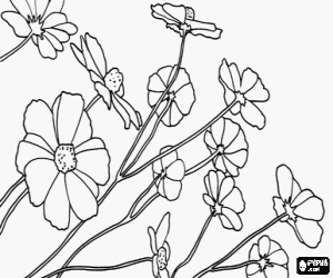 desenho de Flor ornamental, cosmos para colorir