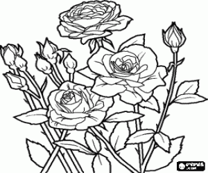 desenho de Flores e botões de uma roseira para colorir
