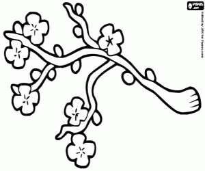 desenho de Flores de cereja para colorir
