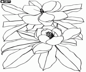 desenho de Flores de magnólia para colorir