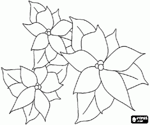 desenho de Flores de Natal para colorir