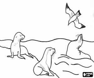 desenho de Umas focas e uma gaivota para colorir
