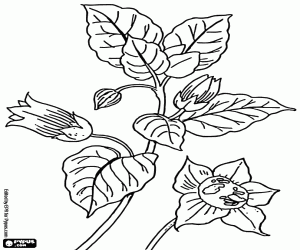 desenho de Folhas e botões florais de uma planta para colorir