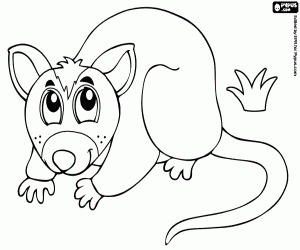 desenho de Gambá, um marsupial australiano para colorir