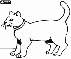 desenho de Gato com colar para colorir